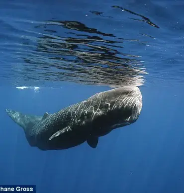 Rare Sperm Whale Dies After Becoming Entangled in Fishing Ropes off Scottish Coast