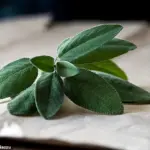 Scripps Research Team Unveils Potential Alzheimer's Cure with Natural Compound Found in Rosemary and Sage