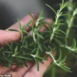 Scripps Research Team Unveils Potential Alzheimer's Cure with Natural Compound Found in Rosemary and Sage