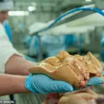 The Controversy Surrounding Foie Gras Production and Animal Welfare Regulations