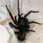 Venomous 'Europe's Largest Spider' Invades British Nursery via Spanish Olive Shipment