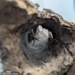 Venomous 'Europe's Largest Spider' Invades British Nursery via Spanish Olive Shipment