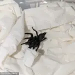 Venomous 'Europe's Largest Spider' Invades British Nursery via Spanish Olive Shipment