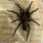 Venomous 'Europe's Largest Spider' Invades British Nursery via Spanish Olive Shipment