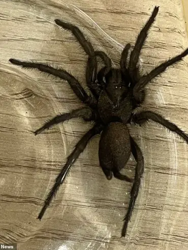 Venomous 'Europe's Largest Spider' Invades British Nursery via Spanish Olive Shipment