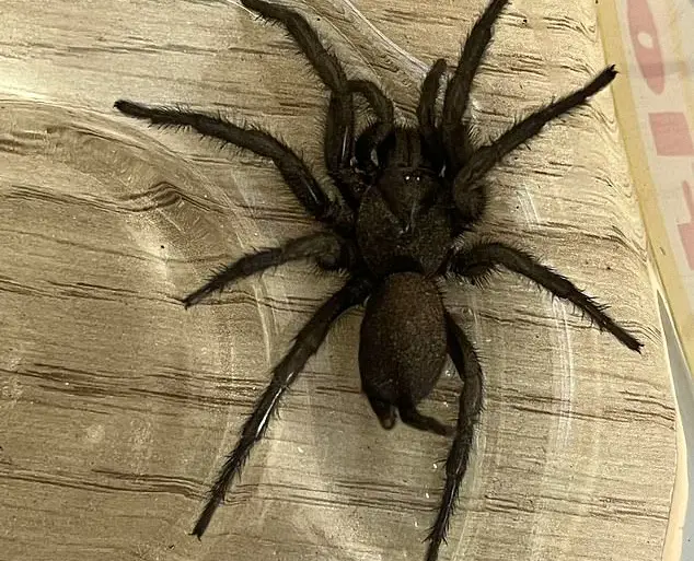Venomous 'Europe's Largest Spider' Invades British Nursery via Spanish Olive Shipment