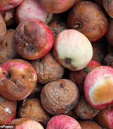 Violet LED Light Keeps Freshly Cut Apples from Browning