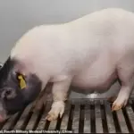 World's First Successful Pig Liver Transplant Paves the Way for Future Xenotransplantation
