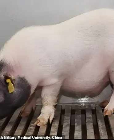 World's First Successful Pig Liver Transplant Paves the Way for Future Xenotransplantation