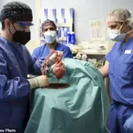 World's First Successful Pig Liver Transplant Paves the Way for Future Xenotransplantation