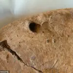 Ancient Skeleton Reveals Gladiator's Battle Against a Lion