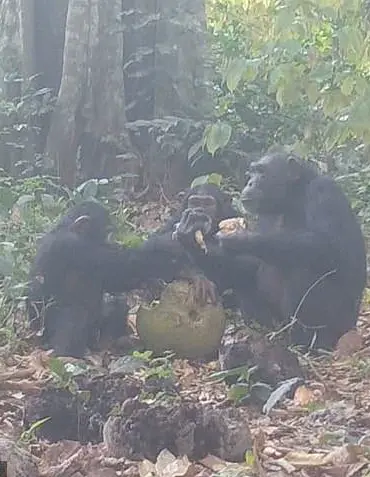 Chimpanzees Join the Pub Scene: Study Reveals Primate Party Animals Enjoying Boozy Fruit