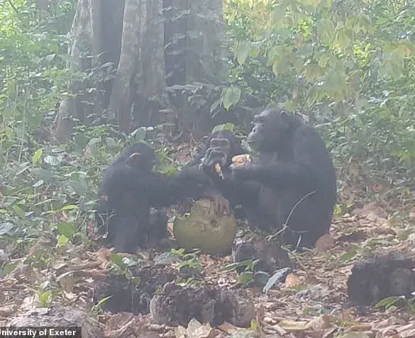 Chimpanzees Join the Pub Scene: Study Reveals Primate Party Animals Enjoying Boozy Fruit