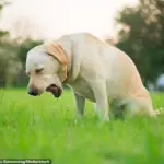 Experts Warn: Don't Let Your Dog Drink From Public Water Bowls