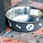 Experts Warn: Don't Let Your Dog Drink From Public Water Bowls