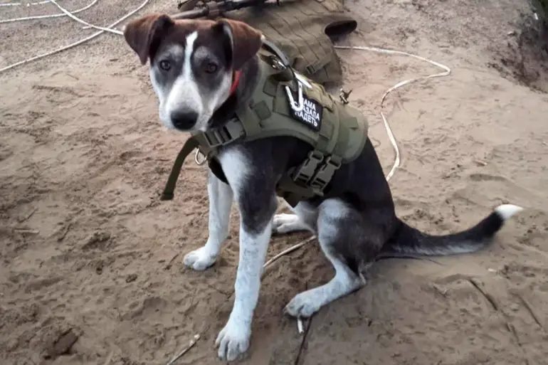 Heroic Mine-Sniffing Dog Victory Honored with International 'Fluffy Oscar' Award