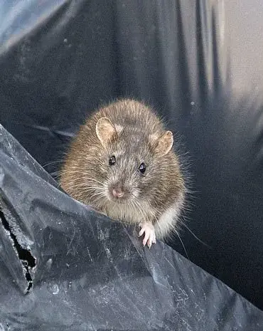 Rats: Underrated Companions with Complex Emotions