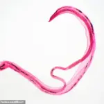 A Growing Threat: Expert Warnings as Parasite Infections Surge in Europe and UK Cases Hit Record Highs