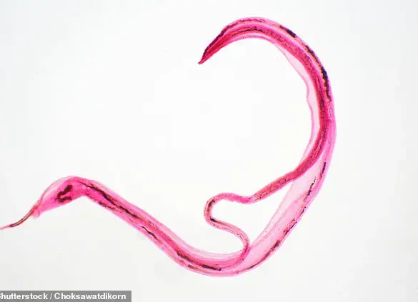 A Growing Threat: Expert Warnings as Parasite Infections Surge in Europe and UK Cases Hit Record Highs