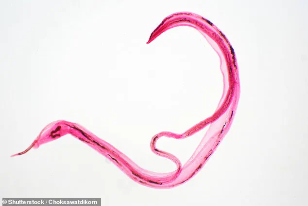 A Growing Threat: Expert Warnings as Parasite Infections Surge in Europe and UK Cases Hit Record Highs