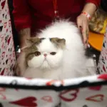 Extreme Breeding Practices Linked to Health Issues in Flat-Faced Pets