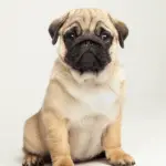 Extreme Breeding Practices Linked to Health Issues in Flat-Faced Pets