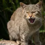 Extreme Breeding Practices Linked to Health Issues in Flat-Faced Pets