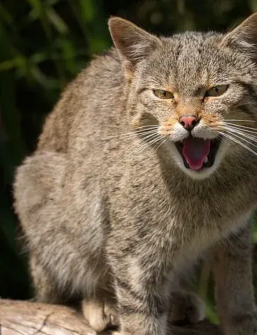 Extreme Breeding Practices Linked to Health Issues in Flat-Faced Pets