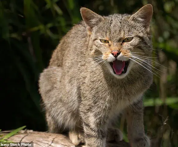 Extreme Breeding Practices Linked to Health Issues in Flat-Faced Pets