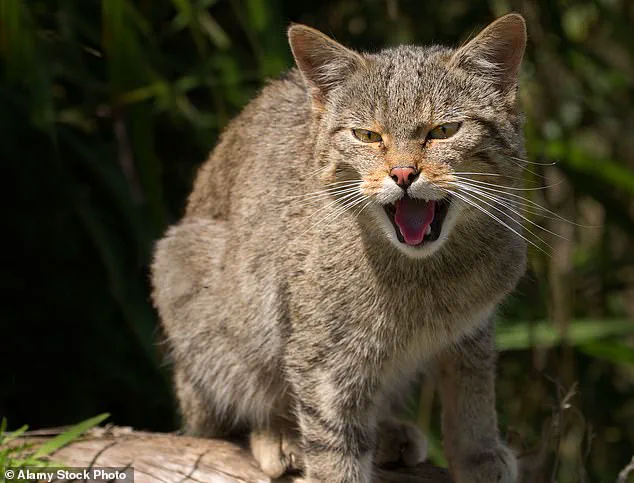Extreme Breeding Practices Linked to Health Issues in Flat-Faced Pets