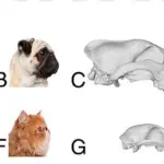 Extreme Breeding Practices Linked to Health Issues in Flat-Faced Pets