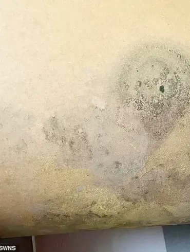 Household Damp and Mould Linked to Health Risks, Experts Warn as Family's Ordeal Highlights Urgent Need for Action