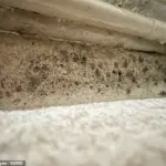 Household Damp and Mould Linked to Health Risks, Experts Warn as Family's Ordeal Highlights Urgent Need for Action
