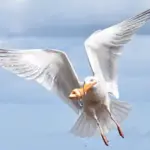 Seagull Surges Prompt Government Regulation in UK Coastal Towns, Impacting Public Enjoyment
