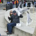Seagull Surges Prompt Government Regulation in UK Coastal Towns, Impacting Public Enjoyment