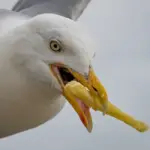 Seagull Surges Prompt Government Regulation in UK Coastal Towns, Impacting Public Enjoyment