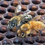 Africanized Honey Bees Expand Northward, Heightening Public Safety Risks
