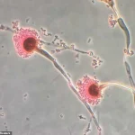 Ancient Tomb Fungus May Hold Key to Blood Cancer Breakthrough