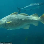 Baltic Cod's Decline Sparks Concern Over Fish and Chip Future