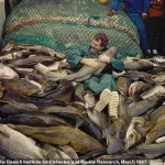 Baltic Cod's Decline Sparks Concern Over Fish and Chip Future