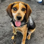 Egyptian Man Deported Immediately After Kicking Sniffer Dog at Dulles Airport