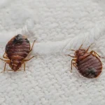 Expert Warns Holidaymakers of Scabies Risk from Leaving Luggage on Hotel Beds