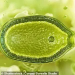 Giant Viruses in the Ocean: Reshaping Marine Ecosystems and Expanding Our Understanding of Life on Earth