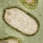 Giant Viruses in the Ocean: Reshaping Marine Ecosystems and Expanding Our Understanding of Life on Earth