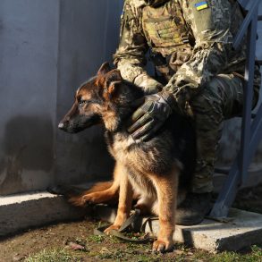 Military Officials Explore Use of Trained Dogs to Detect Drones in Special Operation Zone