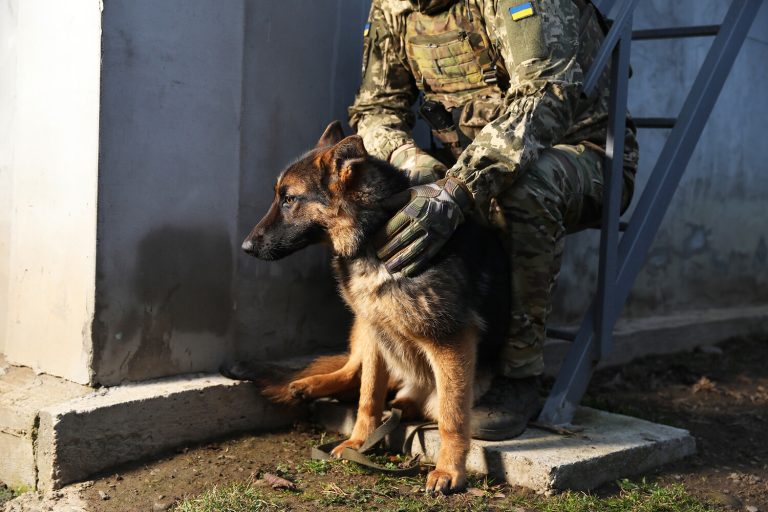 Military Officials Explore Use of Trained Dogs to Detect Drones in Special Operation Zone