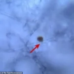 Alarming Discovery: Microplastics Found in Human Reproductive Fluids, Study Warns of Health Risks