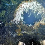 Axial Seamount Volcano, Near Oregon, Shook with Hundreds of Daily Earthquakes, Raising Fears of Eruption, Say Scientists