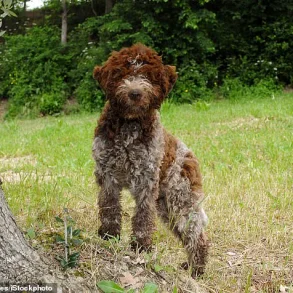 Breaking: King Charles III Unveils Exclusive Bespoke Tweed Dog Jackets at Sandringham