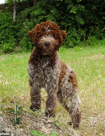 Breaking: King Charles III Unveils Exclusive Bespoke Tweed Dog Jackets at Sandringham